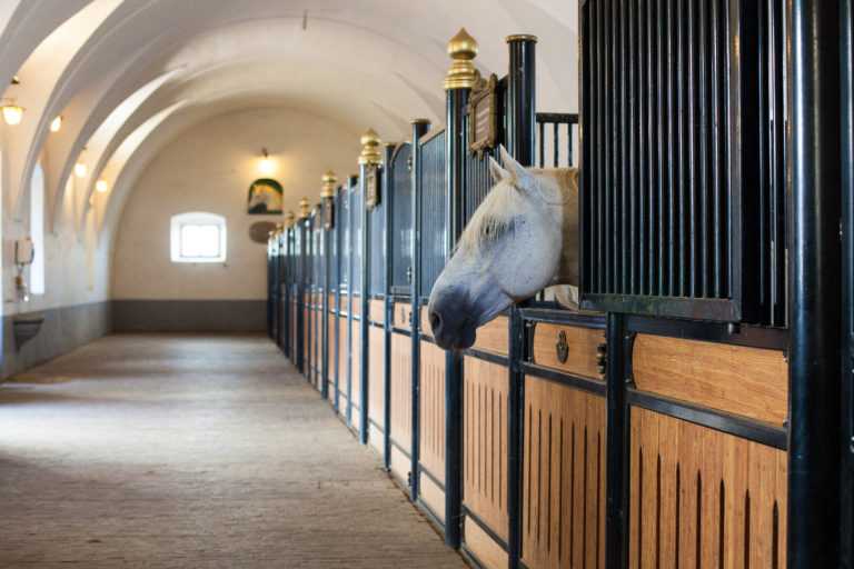 1a Boris-Pretnar-for-Lipica-Stud-Farm-1