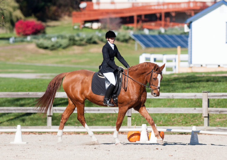 DressageSenior_4 copy