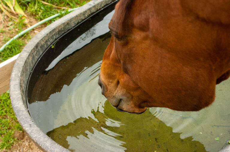 Drinking_2