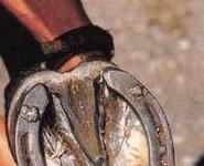 history_of_horseshoes