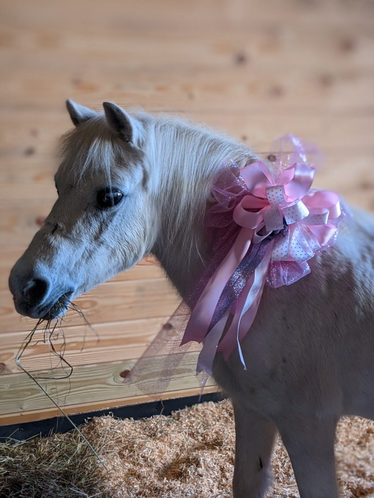 kelly mcginn pony