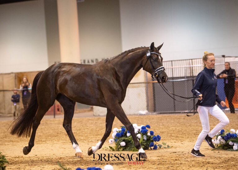 Alice Tarjan (USA)
Serenade MF
Hanoverian