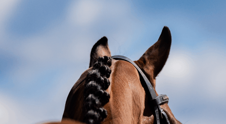 DressagePR copy